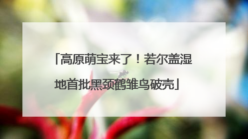 高原萌宝来了！若尔盖湿地首批黑颈鹤雏鸟破壳