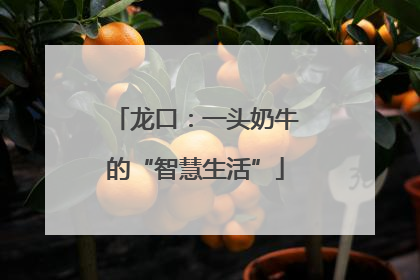 龙口：一头奶牛的“智慧生活”