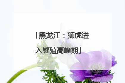 黑龙江：狮虎进入繁殖高峰期